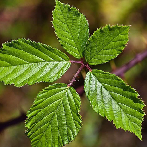 Blackberry leaves