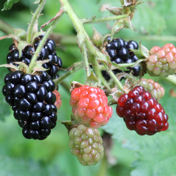 Blackberry berries