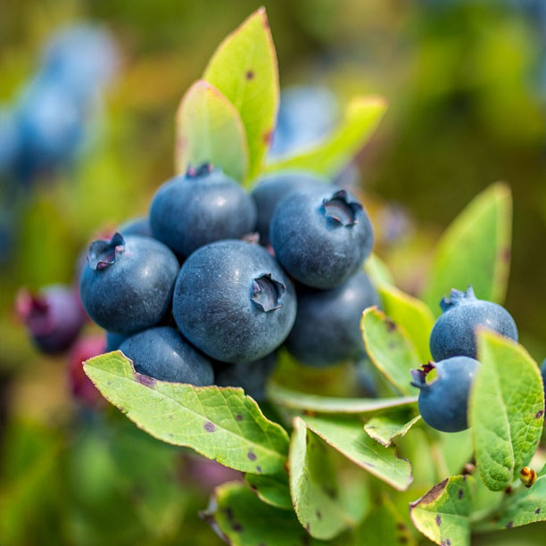 Blueberries