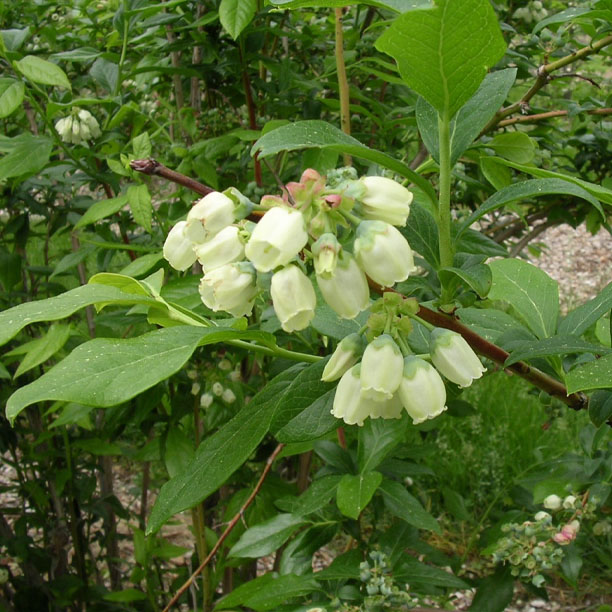 Blueberry blossoms