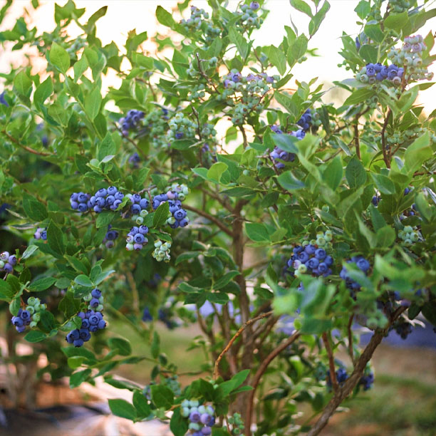 Northern Highbush Blueberry