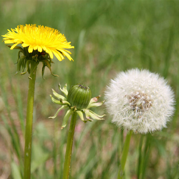 Dandelion flowers