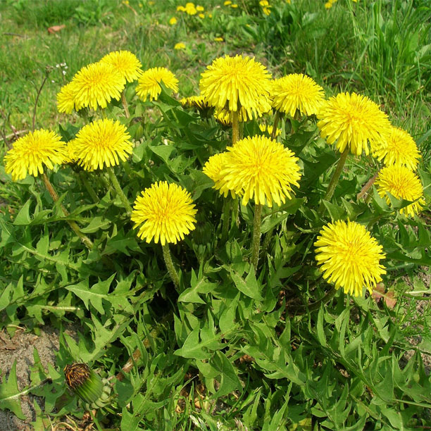 Dandelions