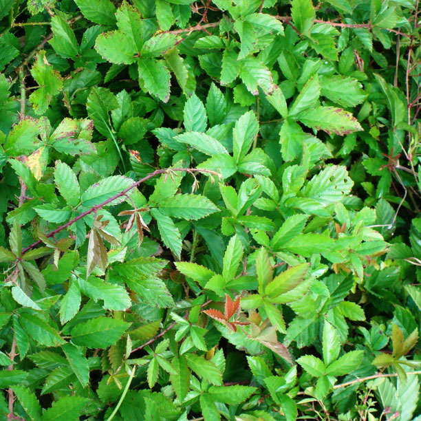 Dewberry leaves