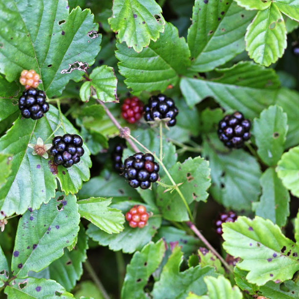 Dewberry plant