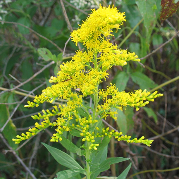 Goldenrod Flower