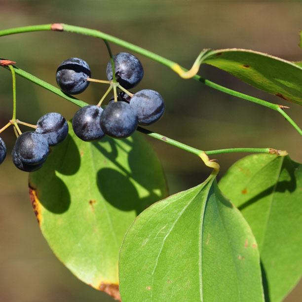 Greenbrier berries