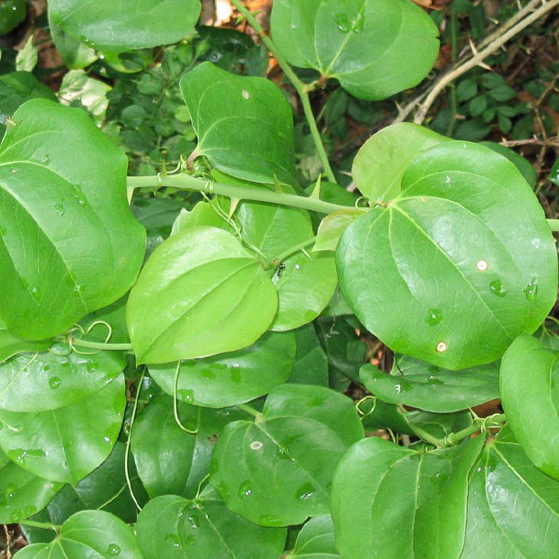 Greenbrier plant
