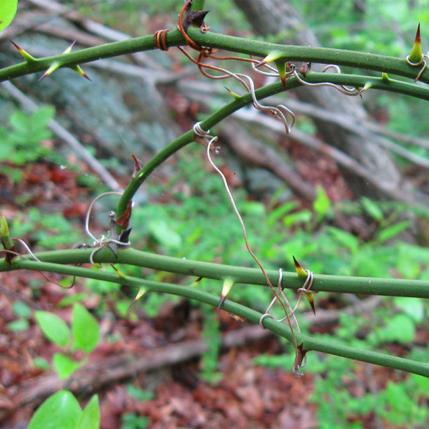 Greenbrier vines