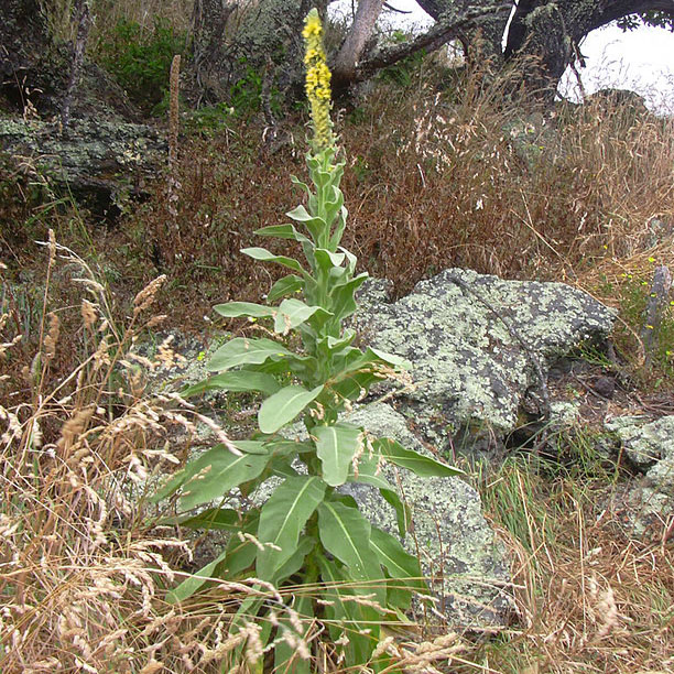 Mullein flower