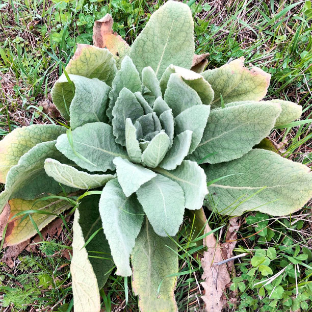 Mullein Leaves