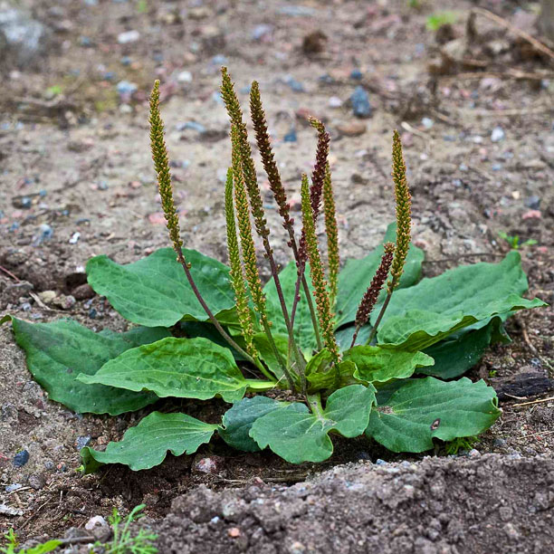 Broad leaf plantain