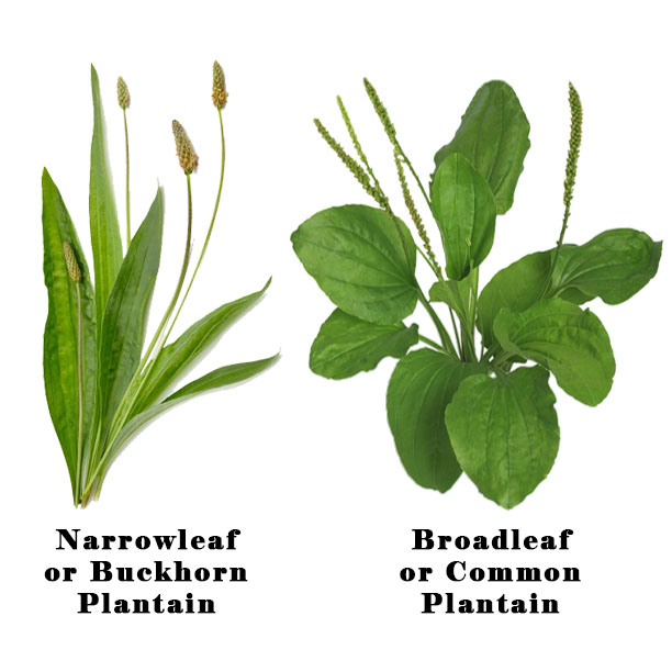 Plantain comparison