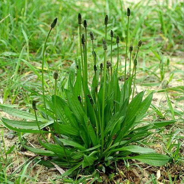 Narrow leaf plantain