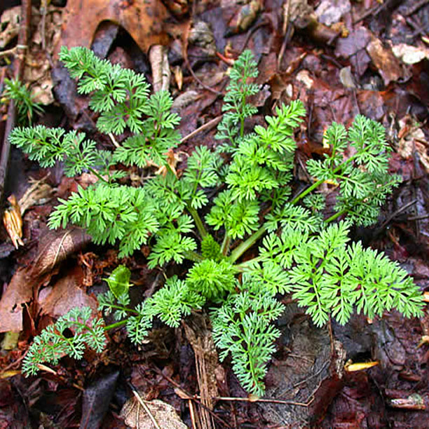 Queen Anne's Lace Leaves