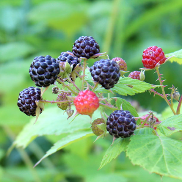 Raspberry berries