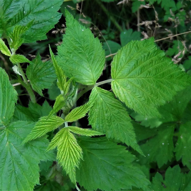 Raspberry leaves