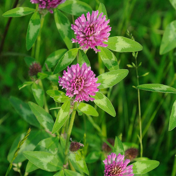 red clover