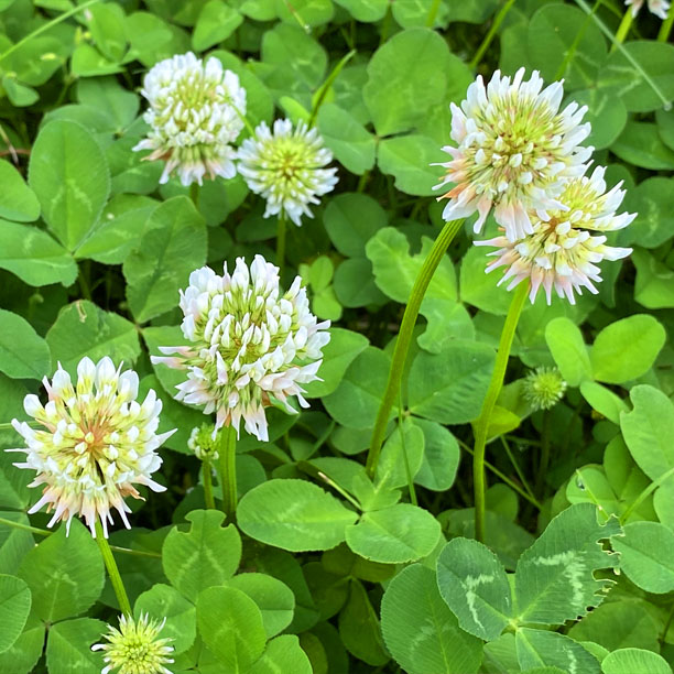 white clover