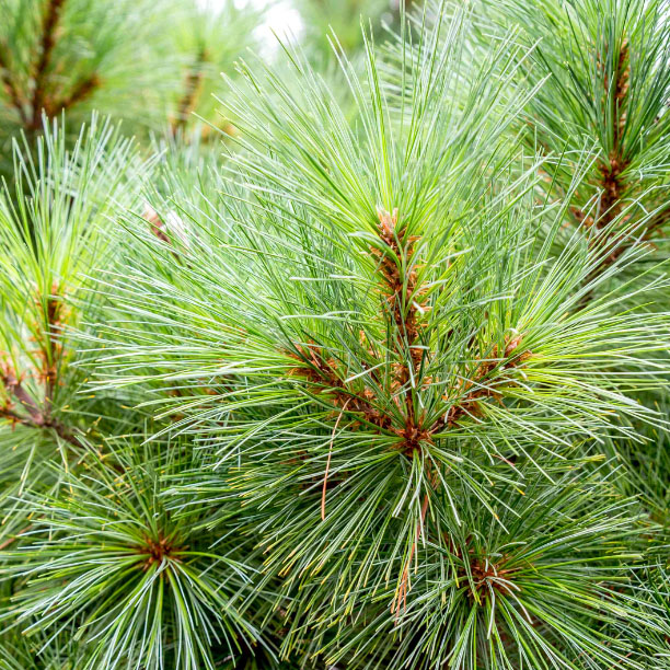 White Pine Branches