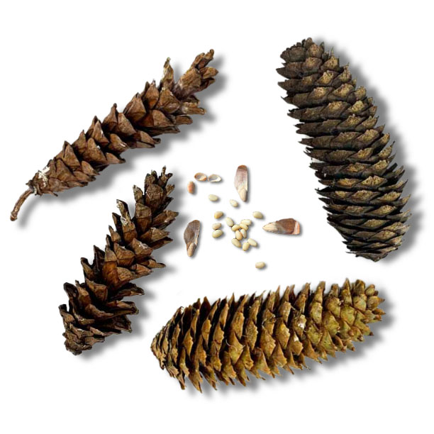 White Pine Cones & Seeds