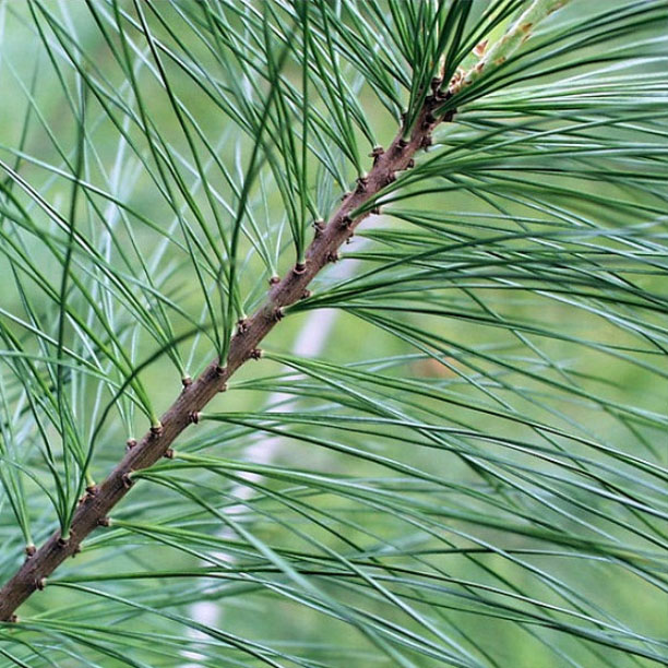 White Pine Needles