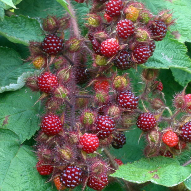 Winberry berries