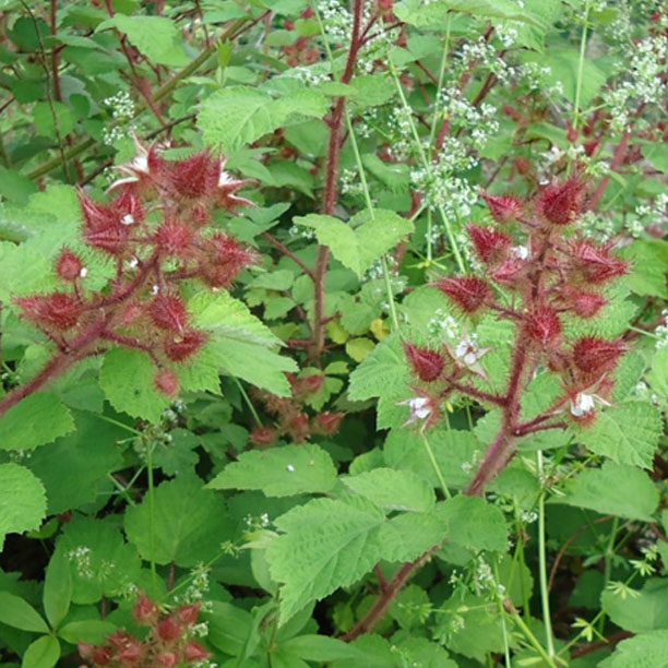 Wineberry buds