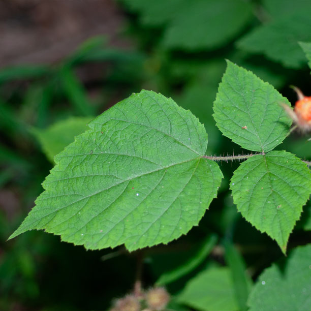 Wineberry leaves