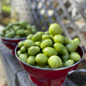 green tomatoes; bread; green tomato bread