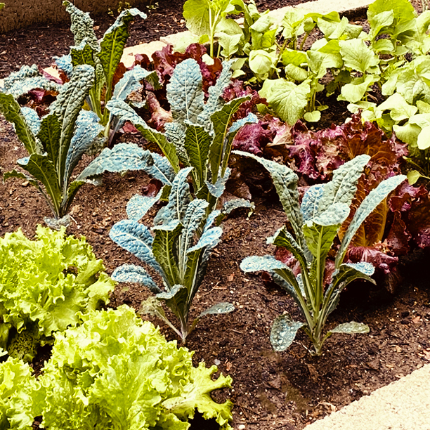 lettuce; kale; garden