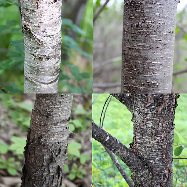 cherry bark; cherry tree