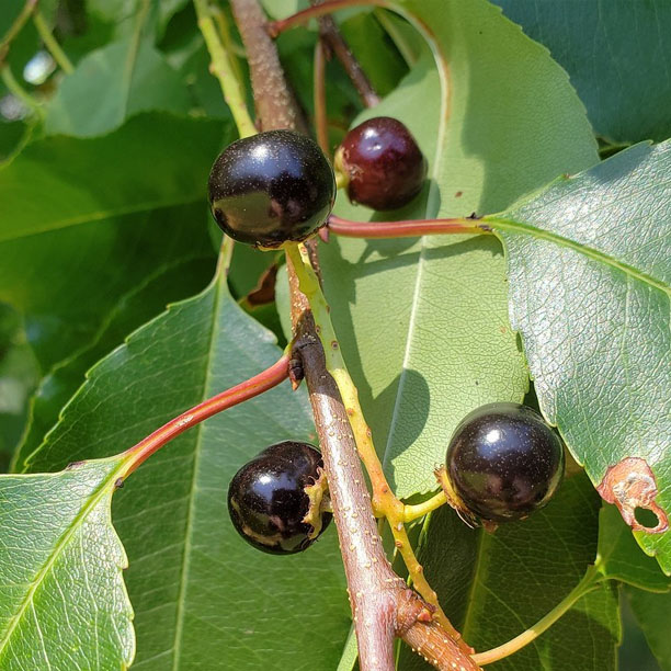 black cherries; wild cherries
