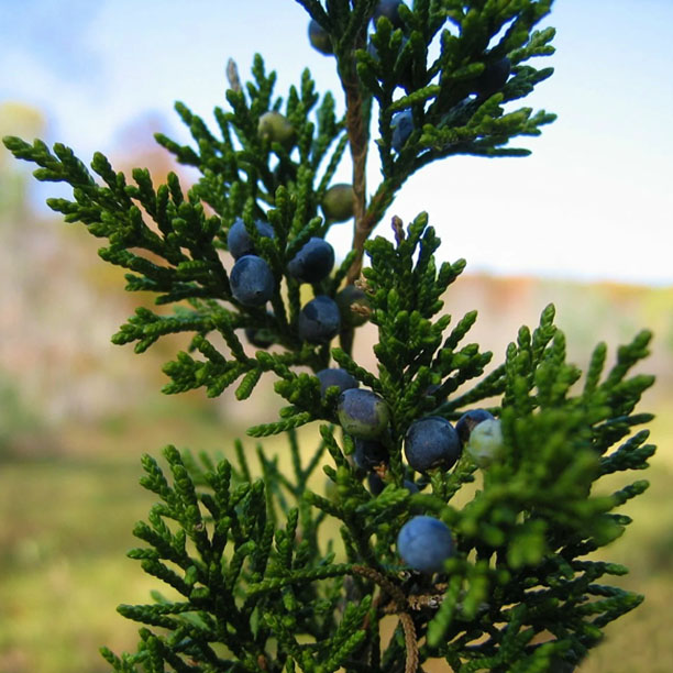 cedar berries