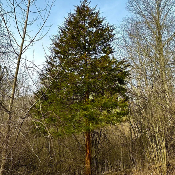 eastern red cedar; red cedar; cedar tree