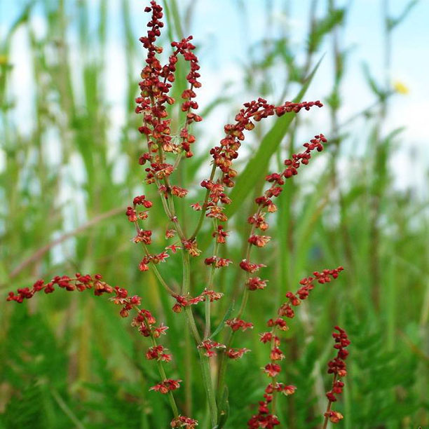 sheep sorrel; sorrel; sorrel flowers