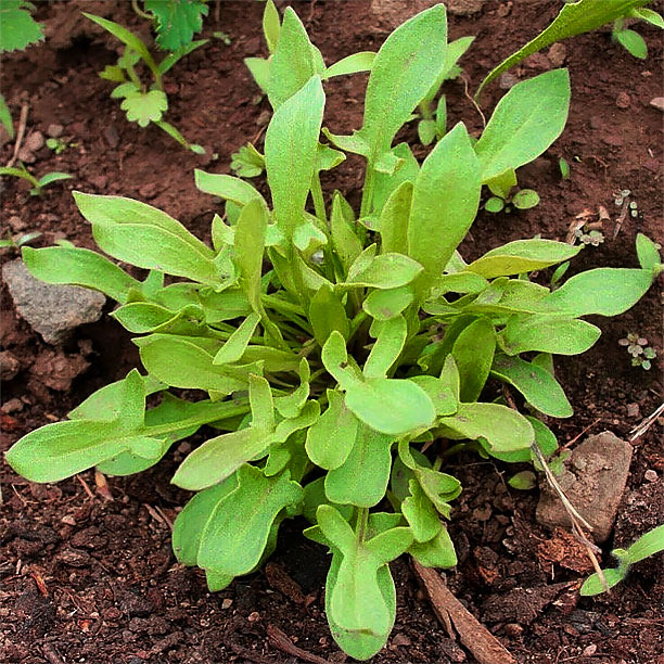 sheep sorrel; sorrel; sorrel plants