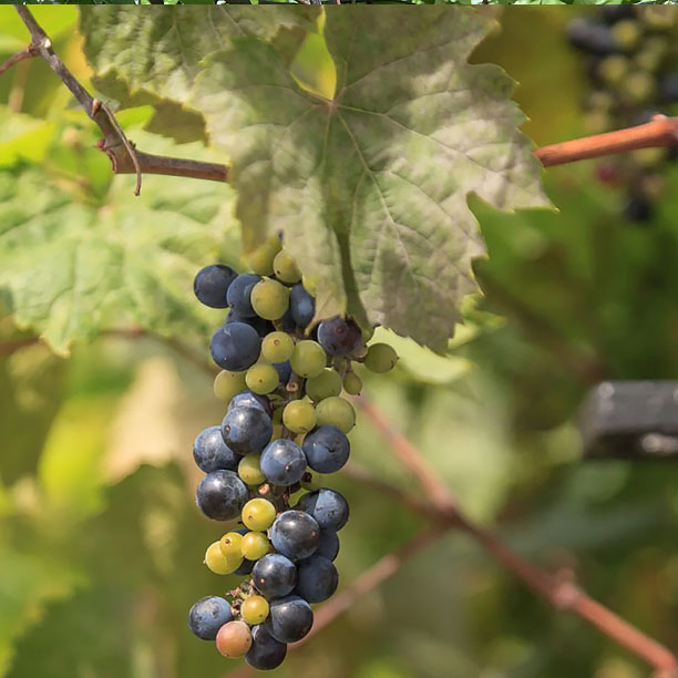 wild grapes; riverbank grapes; frost grapes