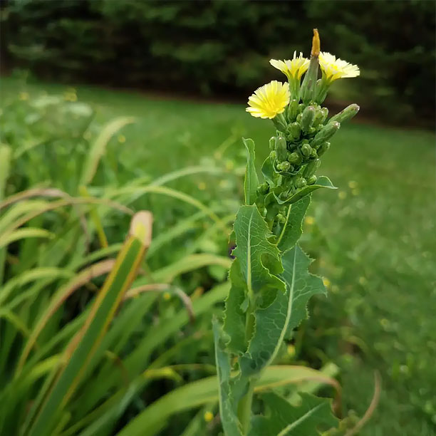 wild lettuce flower