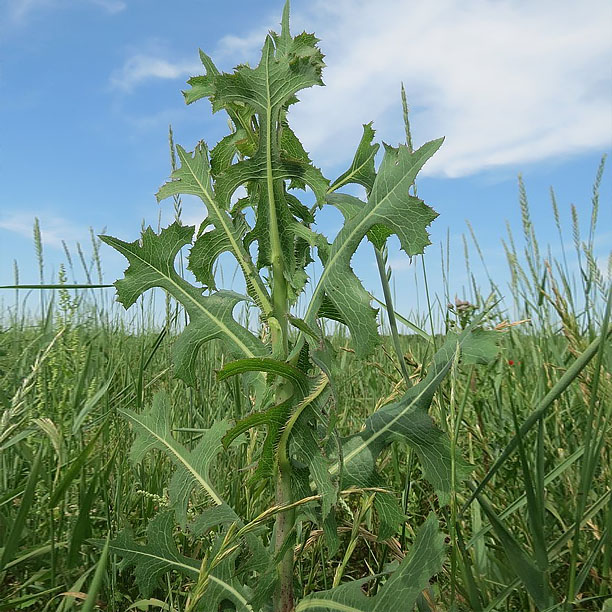 wild lettuce; opium lettuce; natures morphine