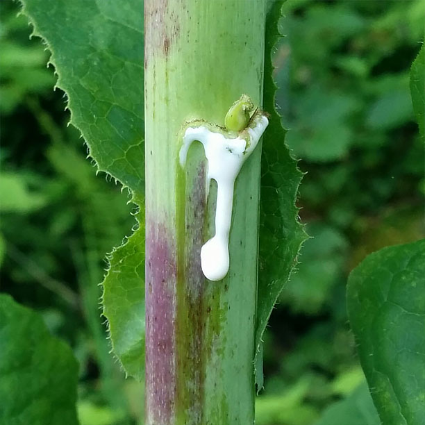 wild lettuce; lettuce sap