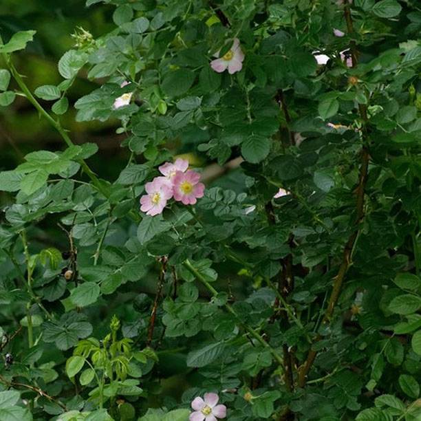 rose bush; wild rose