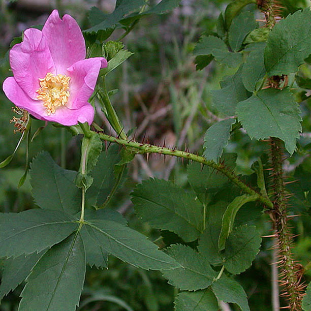 rose petal; wild rose