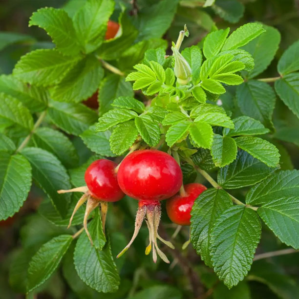 rose hips; wild rose