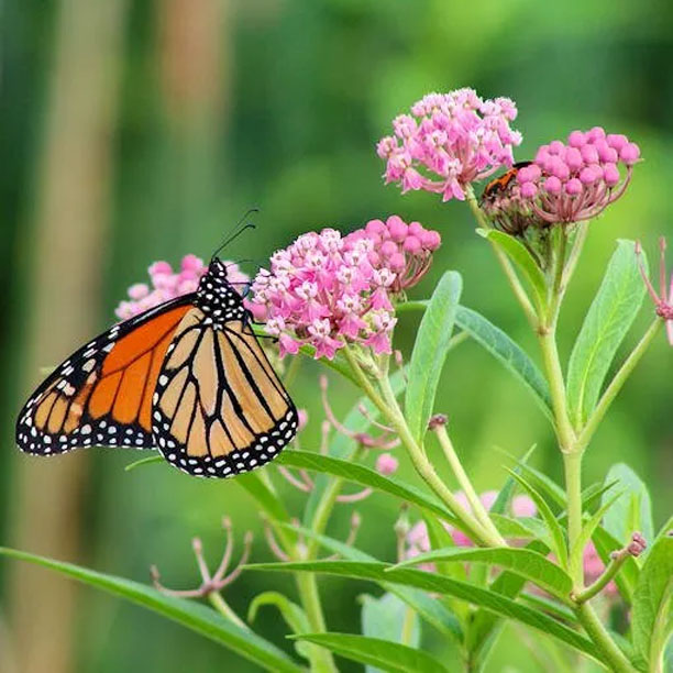 milkweed; butterfly plant; milkweed flower