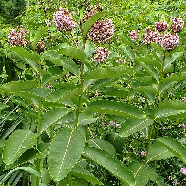 milkweed; butterfly plant; milkweed flower