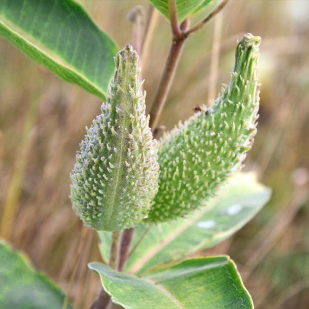 milkweed; butterfly plant; milkweed pod