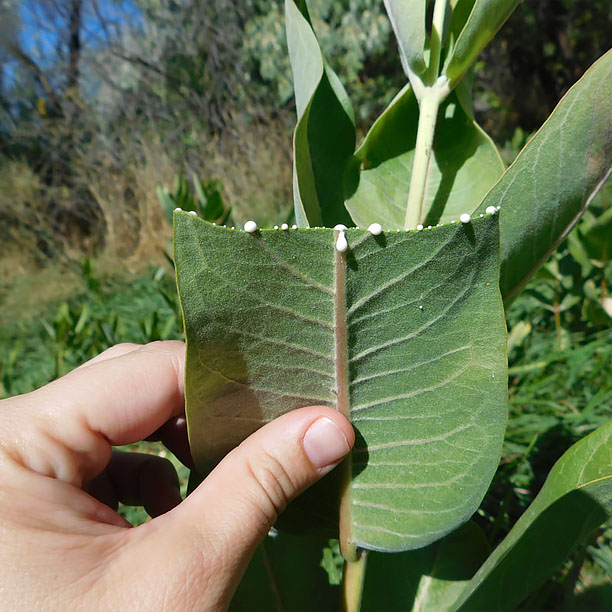 milkweed; butterfly plant; milkweed sap