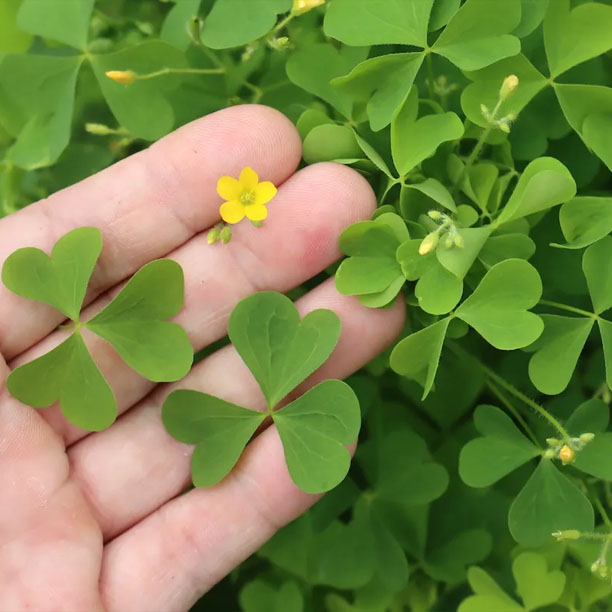 wood sorrel; sorrel; sorrel plant