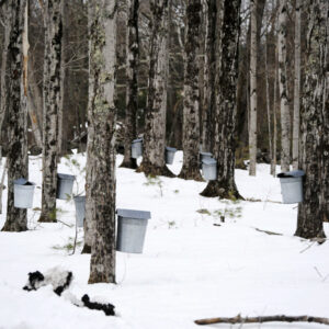 tree tapping, maple syrup, collecting maple sap